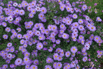 Great number of violet flowers of Michaelmas daisies in October © Anna