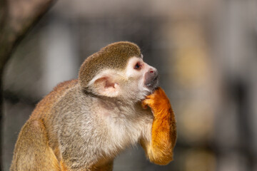 コモンリスザル
