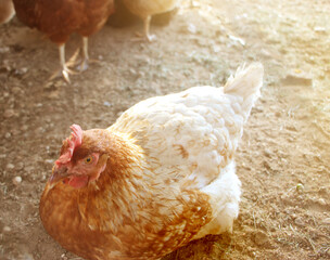 Red coloured feather hen sitting in a farm background. Selective focus. Agriculture concept