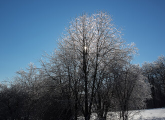 Winter forest landscape in snow and ice. Blue winter sky