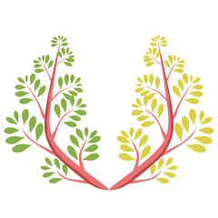 Two types of decorative trees