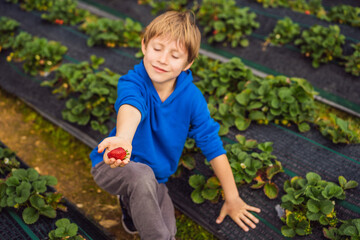 Happy boy on organic strawberry farm in summer, picking strawberries