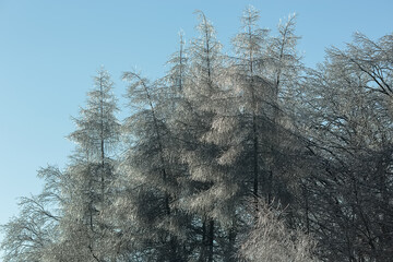 Winter forest landscape in snow and ice. Blue winter sky
