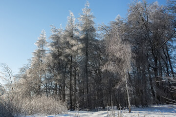Winter forest landscape in snow and ice. Blue winter sky