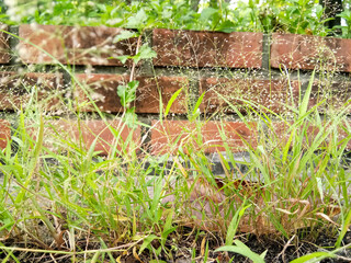 Flowering grass in the garden beside the walkway