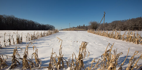 Winter forest landscape in snow and ice. Blue winter sky