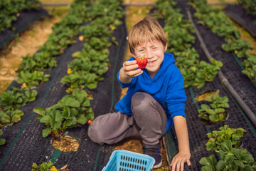 Happy boy on organic strawberry farm in summer, picking strawberries