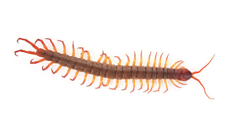 centipede on white background