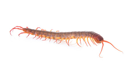 centipede on white background