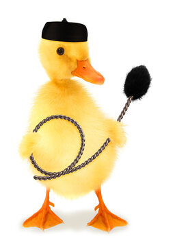 Cute duckling chimney sweep duck with wire brush funny conceptual photo