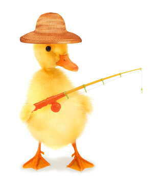 Cute cool duckling fisherman duck with fishing rod hobby leisure activity funny conceptual image