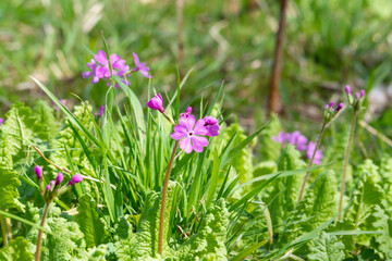 春に咲くピンクのサクラソウの花