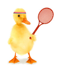 Cute cool duckling tennis player duck with racket or funny conceptual image