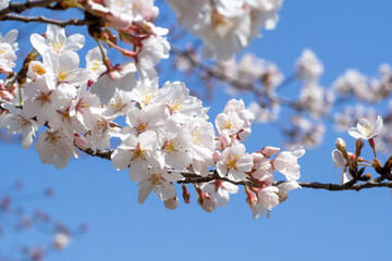 満開の桜の花のクローズアップ
