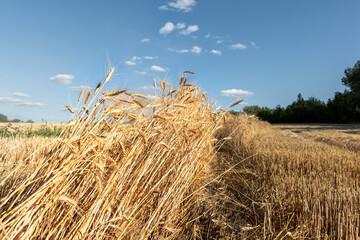 Fototapeta na wymiar Scenic landscape of ripe golden organic wheat stalk field against blue sky on bright sunny summer day. Cereal crop harvest growth background. Agricultural agribuisness business concept