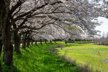 埼玉県見沼田んぼの満開で散り始めた桜並木