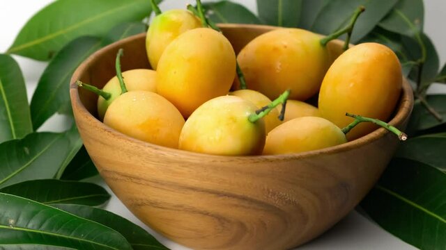 Close up scene falling of ripe sweet yellow Marian Plum into wooden bowl. Drop fresh ripe marian plum into wooden bowl on white background with leaves.