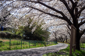 埼玉県見沼田んぼの満開で散り始めた桜並木