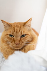 可愛い猫　茶トラ猫