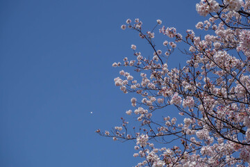 散り始めた桜の花と青く澄んだ空