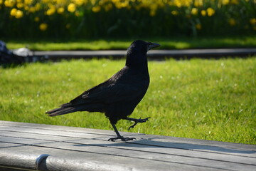 The walking Crow
