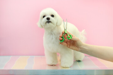 a small white and fluffy dog. She was washed and combed and put on a bow