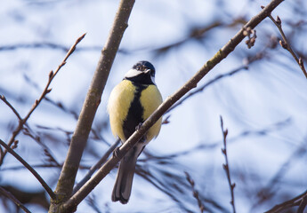 a small tit sits on a tree branch