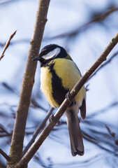 a small tit sits on a tree branch