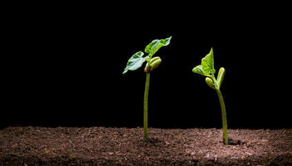 New Life of Bean seedling in brown soil isolated on black background. Sprout coming out of the ground in spring.