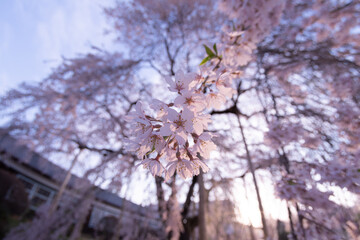 Obraz premium 満開の枝垂れ桜 杵原校舎