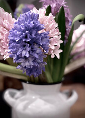 purple hyacinth in a vase