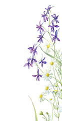 Watercolor vertical of blue flowers and daisies on white background 
