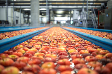 Food processing plant interior with apples floating in water tank conveyers being washed, sorted...