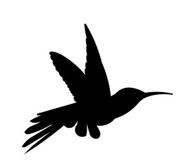 Tropical bird hummingbird flies and flaps its wings vector black isolated silhouette