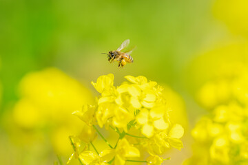 菜の花とミツバチ