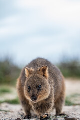 Fototapeta premium Quokkas Of Rottnest Island