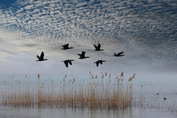 flock of Great Cormorant (Phalacrocorax carbo) flying over the lake