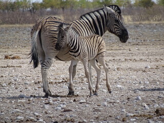 Obraz na płótnie Canvas zebras with its baby in africa