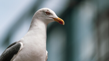 A closeup of a Seagull in a city centre