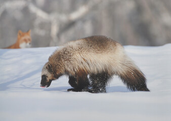 the fox is hiding from the rassomakh - and the rassomakh is looking for prey under the snow