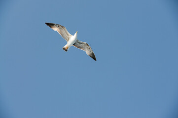 white seagull seen from below against a pale blue sky flying above the mediterranean sea
