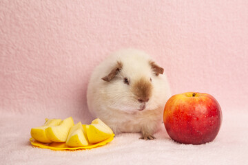 beige guinea pig, on a pink background next to it, with a red and yellow apple, and a yellow apple with slices. choice between two apples.