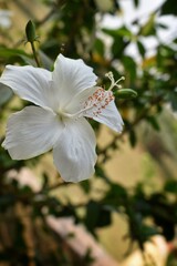 Closeup of white hibiscus flower on green leaves background