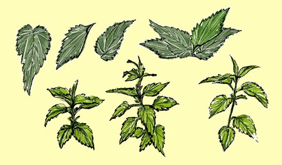 Set of nettle plant, botanical illustration. In the style of a color sketch.