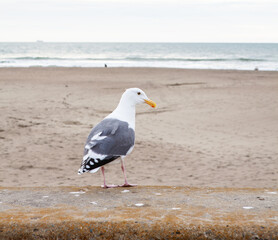 seagull on the beach