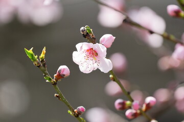 Fototapeta na wymiar Beautiful soft pink peach blossom and red bud on a sunny spring day
