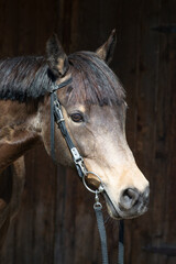 Fototapeta premium Pferdeportrait