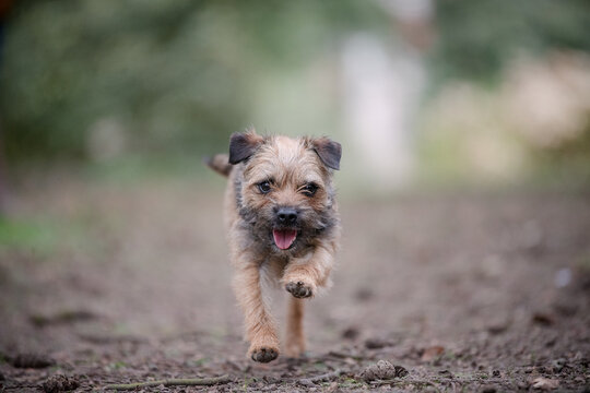 Border Terrier Dog