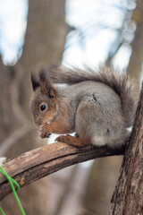 Fototapeta premium squirrel eating nut