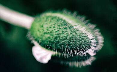 flower bud poppies, black background, Close up  